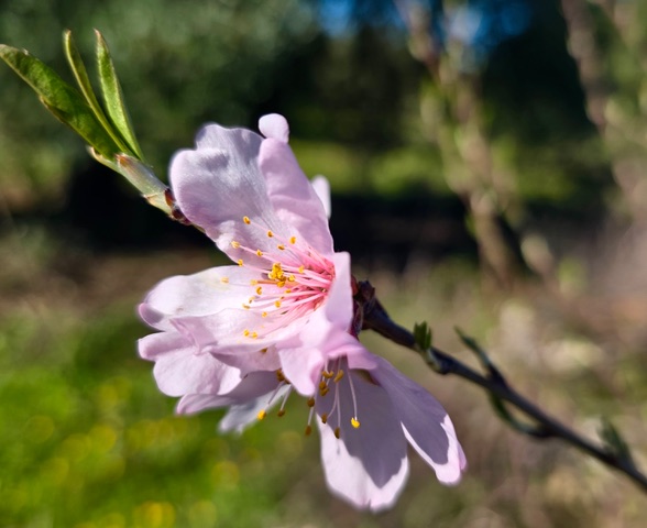 Pale pink. Photo © Karethe Linaae